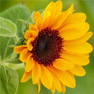 江南APP手机app下载